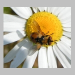 Gymnosoma sp - Raupenfliege 03.jpg